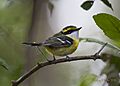 Yellow-breasted Boatbill