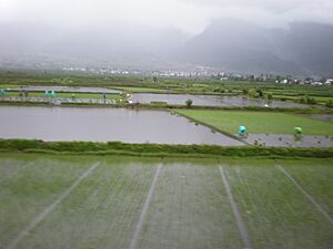 Yunnan rice paddies 04