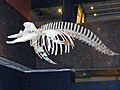 Ziphius cavirostris skeleton Museum de Genève
