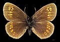 (MHNT) Erebia alberganus - Champoléon France - male dorsal