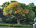 雀榕 Ficus superba var. japonica 20210717091156 25
