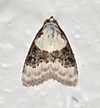 - 8989 – Nola pustulata – Sharp-blotched Nola Moth (47945009786).jpg