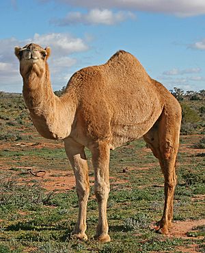 07. Camel Profile, near Silverton, NSW, 07.07.2007