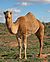 07. Camel Profile, near Silverton, NSW, 07.07.2007.jpg