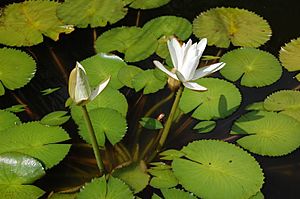 2007 nymphaea lotus