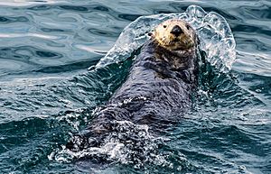 2011 Kenai Fjords Sea Otter-3 (6009163594)