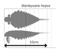 20210220 Stanleycaris size