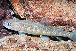 A juvenile bull trout fish resting underwater
