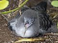 A juvenile wedge-tailed shearwater