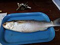 A preserved mullet