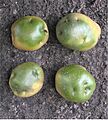 Aardappel groene knollen (Solanum tuberosum)