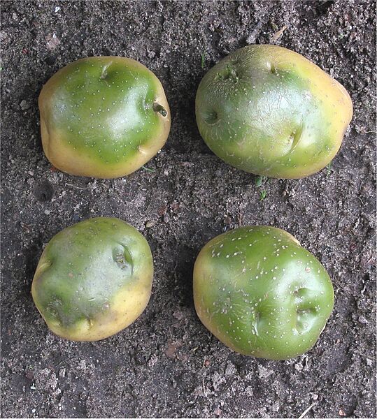 Aardappel groene knollen (Solanum tuberosum)