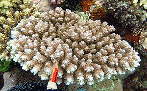 Acropora anthocercis.jpg