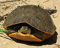 A red-bellied turtle with its limbs retracted and head mostly retracted face on, sand on shell.