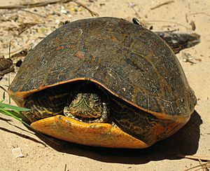 Alabama red-bellied turtle US FWS cropped.jpg