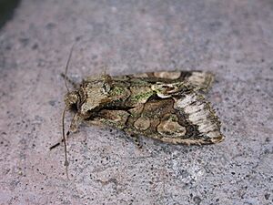 Allophyes oxyacanthae2