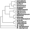 Ambystoma phylogeny