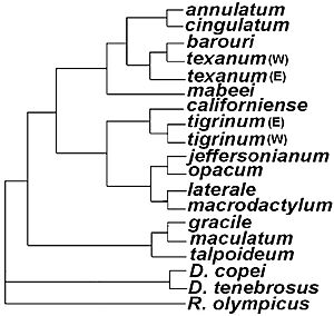 Ambystoma phylogeny