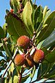 Ameixial - strawberry tree Arbutus unedo fruit (13532184725)