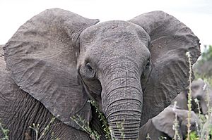 Angry elephant ears