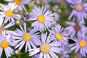 Aster amellus - blooms (aka)