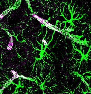 Astrocytes