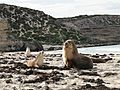 Australian sea lion 02