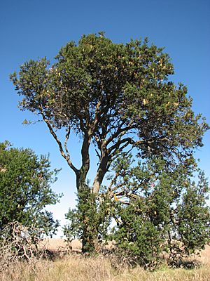 Banksia marginata tree upright 1 IRL