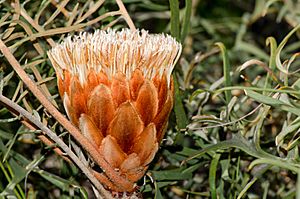 Banksia pteridifolia subsp. vernalis
