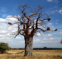 Baobabs in Tanzania 0582 Nevit, Bubalornis-Nester