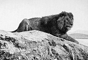 Barbary lion