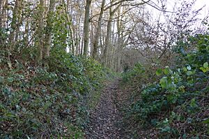 Benington High Wood 2