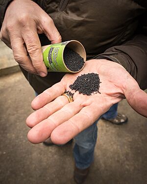 Biochar sample size