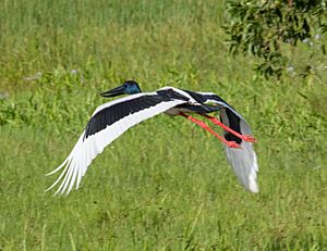 Black necked stork (Jabiru) in flight - Fogg Dam - Northern Territory - Australia