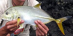 Blacktip trevally Oman