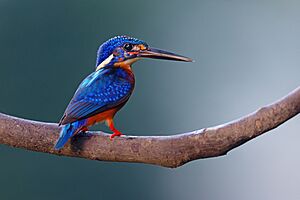 Blue-eared Kingfisher 0A2A2569.jpg