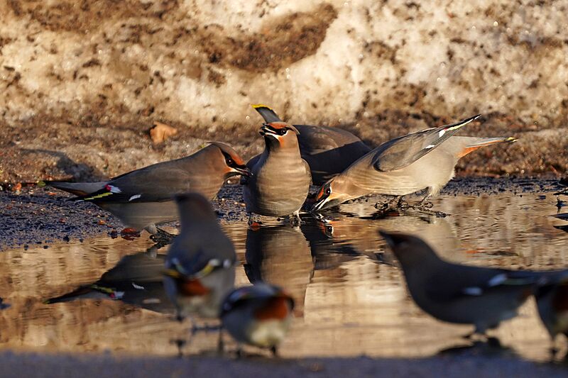 Bohemian waxwings (53514570831)