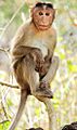 Bonnet macaque (Macaca radiata) Photograph By Shantanu Kuveskar