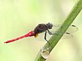 Brown-backed Red Marsh Hawk Orthetrum chrysis Male 2 by Kadavoor