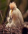 Bubulcus ibis -Apenheul Primate Park, Apeldoorn, Netherlands -nest-8