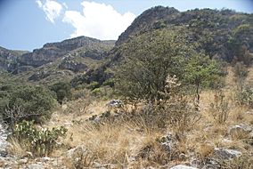 Camino del Cuatro, Sierra Zapalinamé, Saltillo Coahuila - panoramio (36).jpg