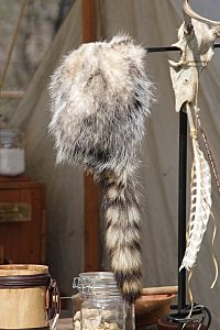 Cap of American opossum with a raccoon tail (Davy Crockett style)