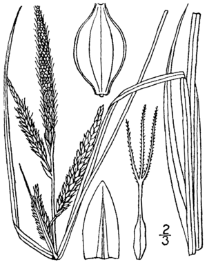Carex barrattii drawing 1.png