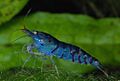 Caridina-cf-cantonensis-blue-tiger