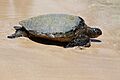 Chelonia mydas green sea turtle 5