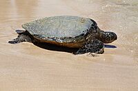 Chelonia mydas green sea turtle 5.jpg