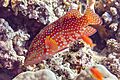 Cierva coral (Cephalopholis miniata), mar Rojo, Egipto, 2023-04-15, DD 76