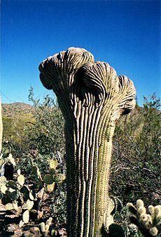 Crested Saguaro cactus