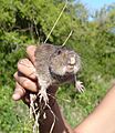 Ctenomys talarum