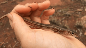 Ctenotus leonhardii